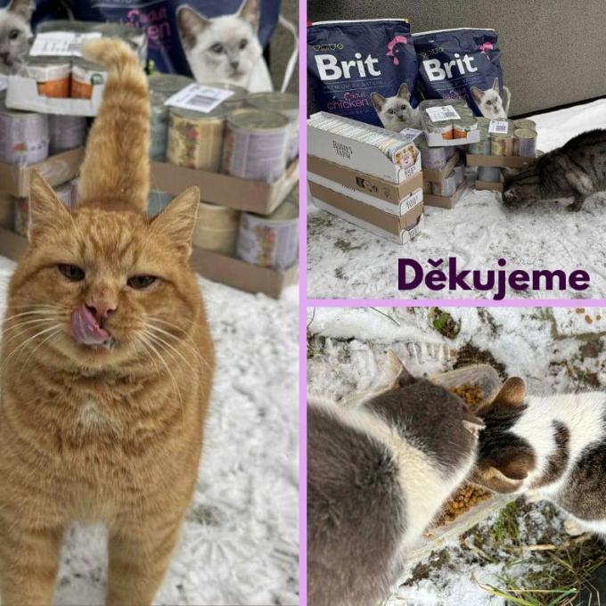 Kočičky z Vysočiny