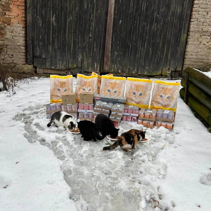 Místo zvané kočičí apokalypsa