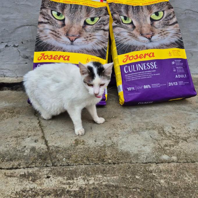 Těmice - FIV pozitivní