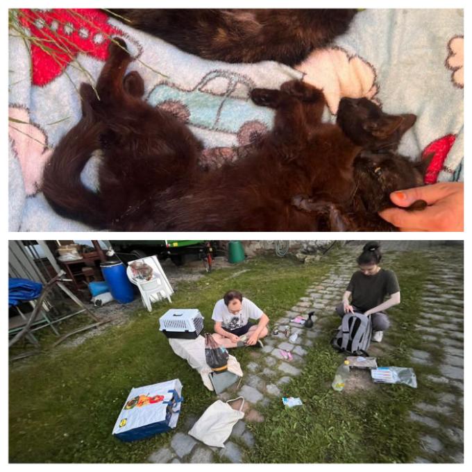 Krišnovy kočky
