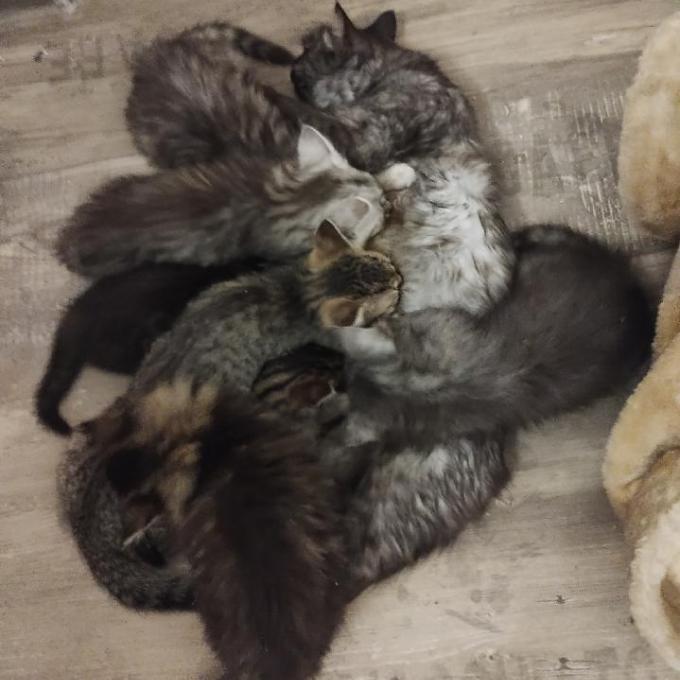 Koťata z Buranova - další péče
