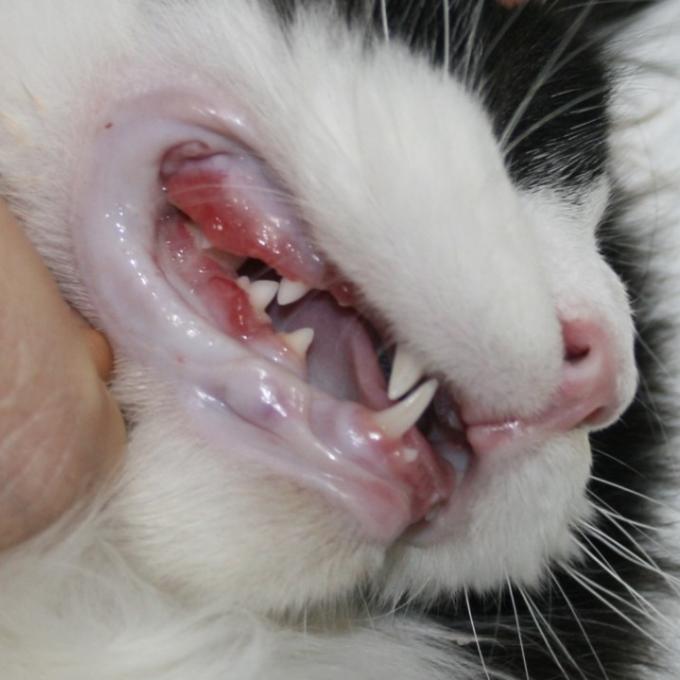 Veterinární péče