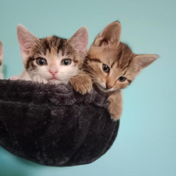 Pomoc s výdaji za veterinu
