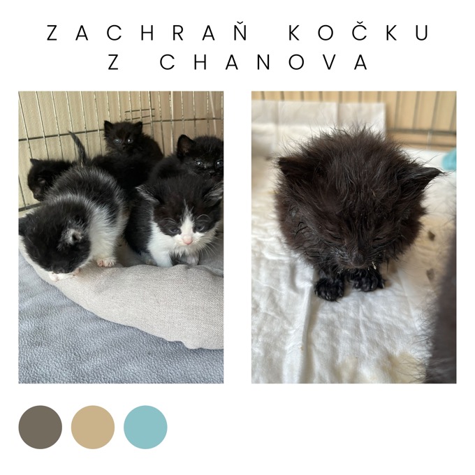 Zachraň kočku z Chanova