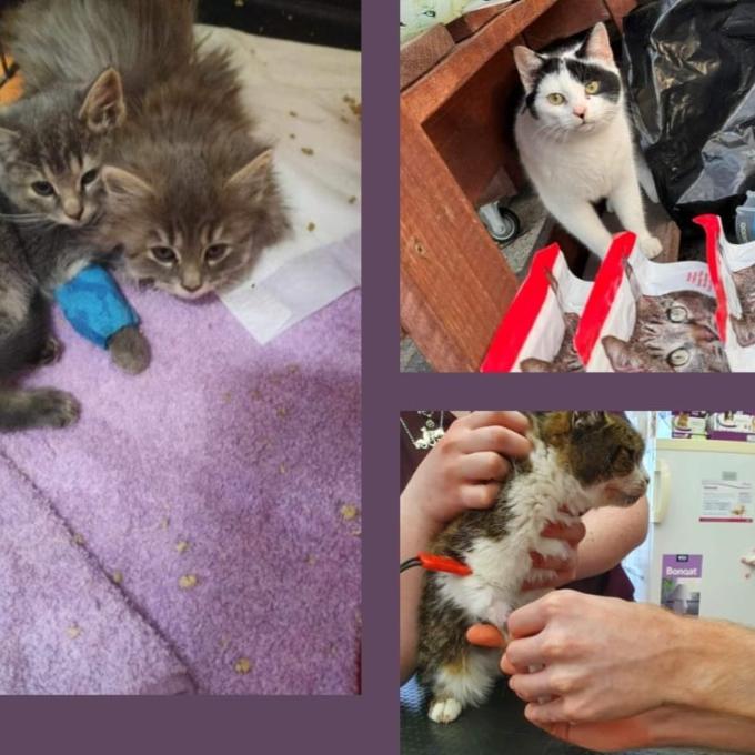 Veterinární péče