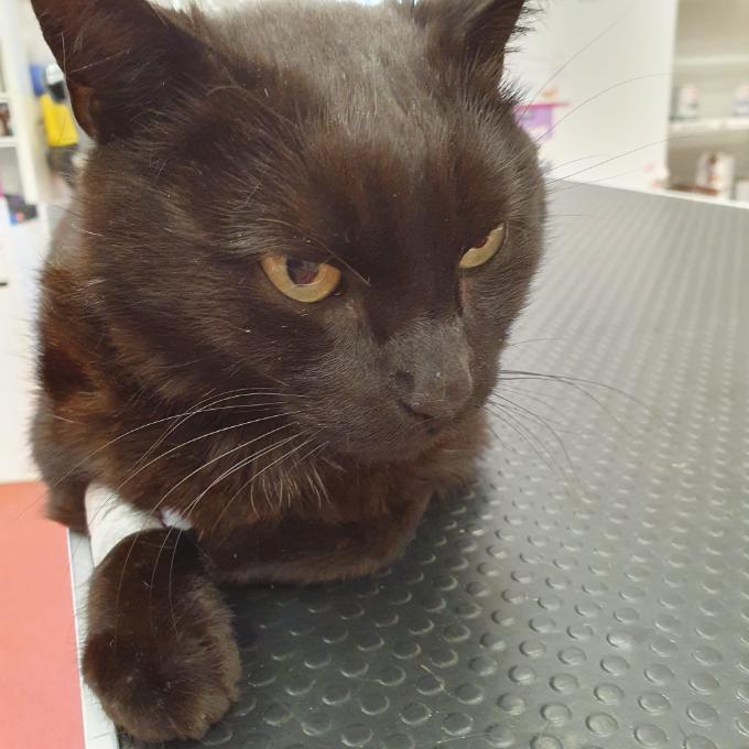 Veterinární péče