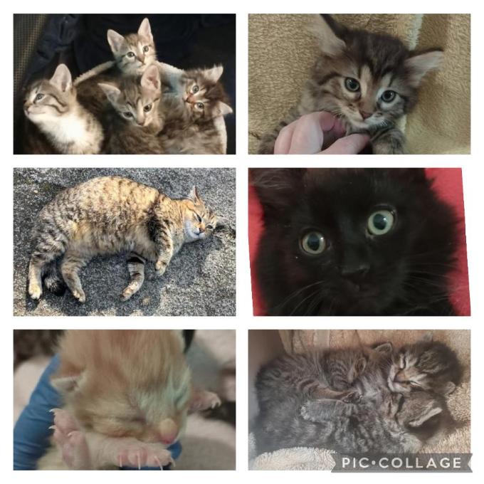 Úhrada veterinární péče