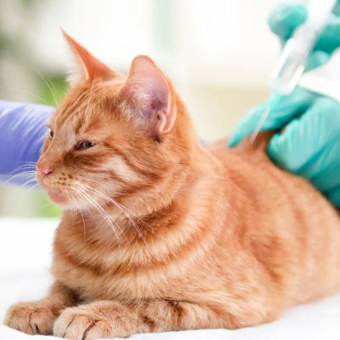 Veterinární náklady