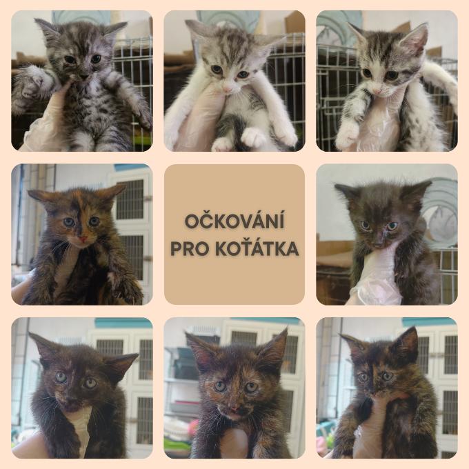OČKOVÁNÍ PRO KOŤÁTKA