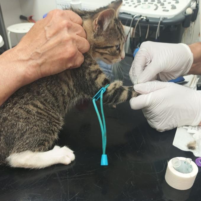 Veterinární náklady