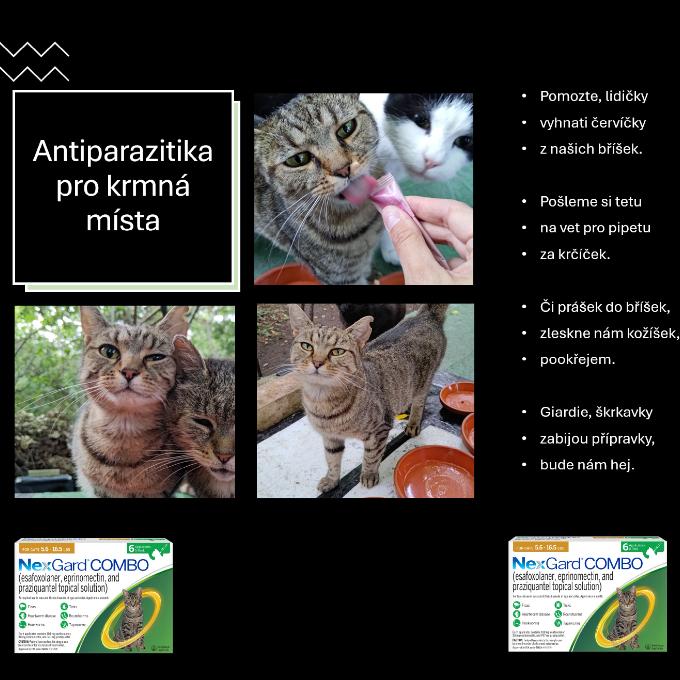 Antiparazitika pro kočičky z krmných míst