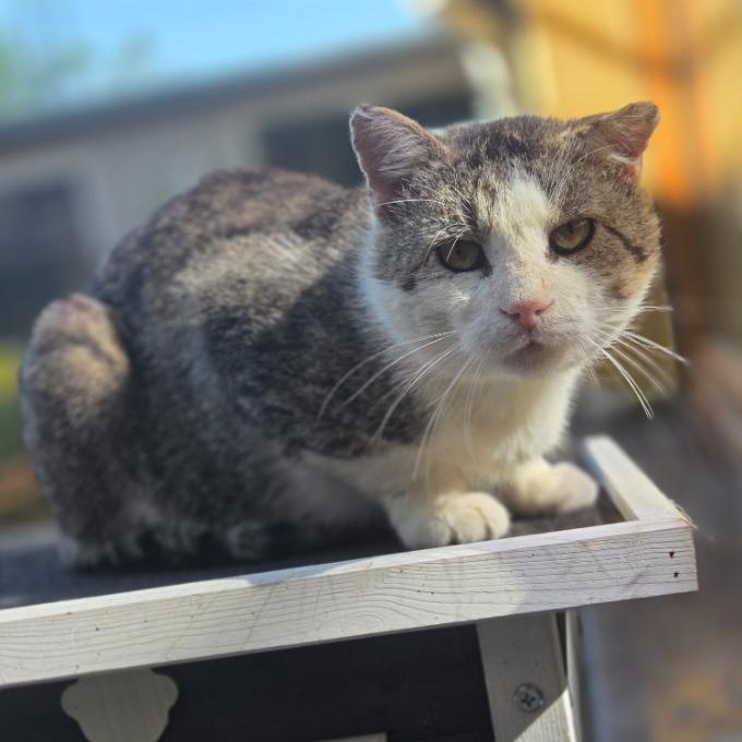 Pomoc s úhradou faktury za veterinární ošetření koček