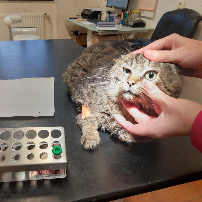 Veterinární péče