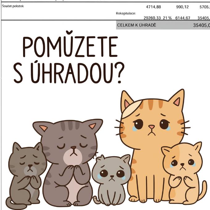 Velká faktura za životy kočiček :(