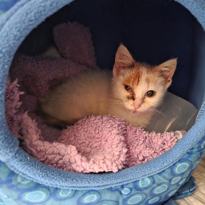 Pomoc s úhradou faktury za veterinární ošetření koček