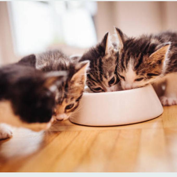 Kvalitní granule pro Šonováčky