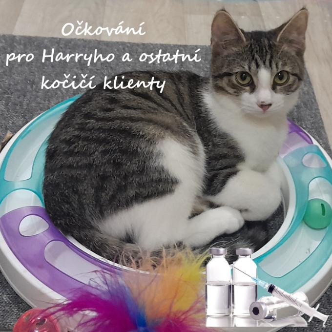 Očkování pro Harryho a ostatní kočičí klienty