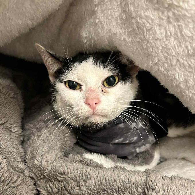 OPERACE PRO WILLÍKA