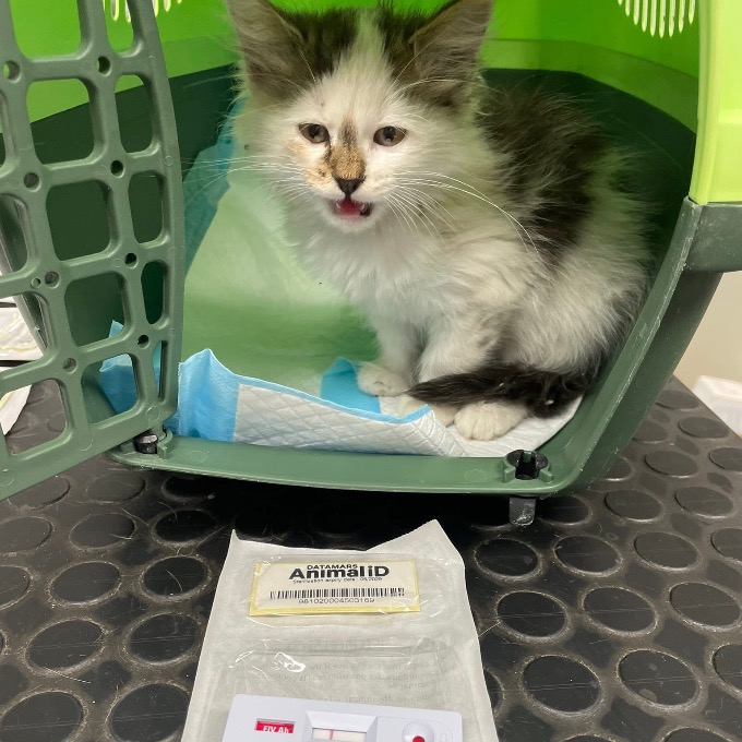 🐾 Příspěvek na veterinární péči našich kočičích svěřenců 🐾