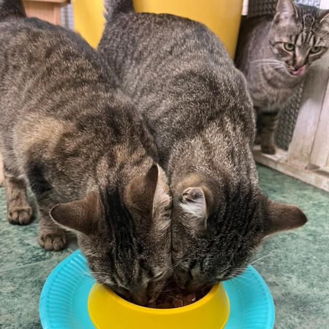 Speciální výživa pro nemocné kočky