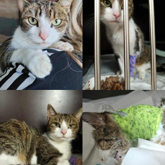 Pomoc se zaplacením faktur za Mínu