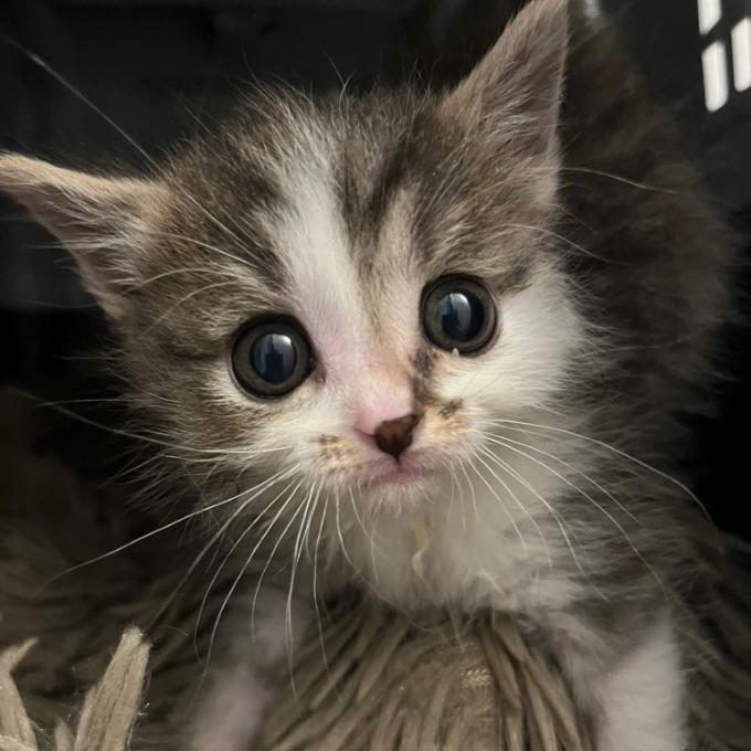 Pomoc s úhradou faktury za veterinární ošetření kočiček