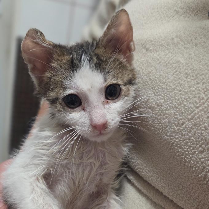 Nákup konzerv a paštik pro koťátka