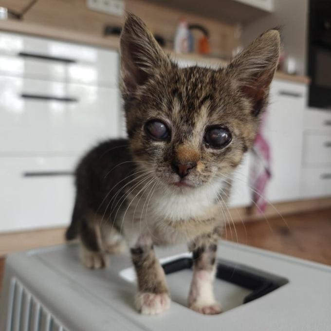 Veterinární výdaje