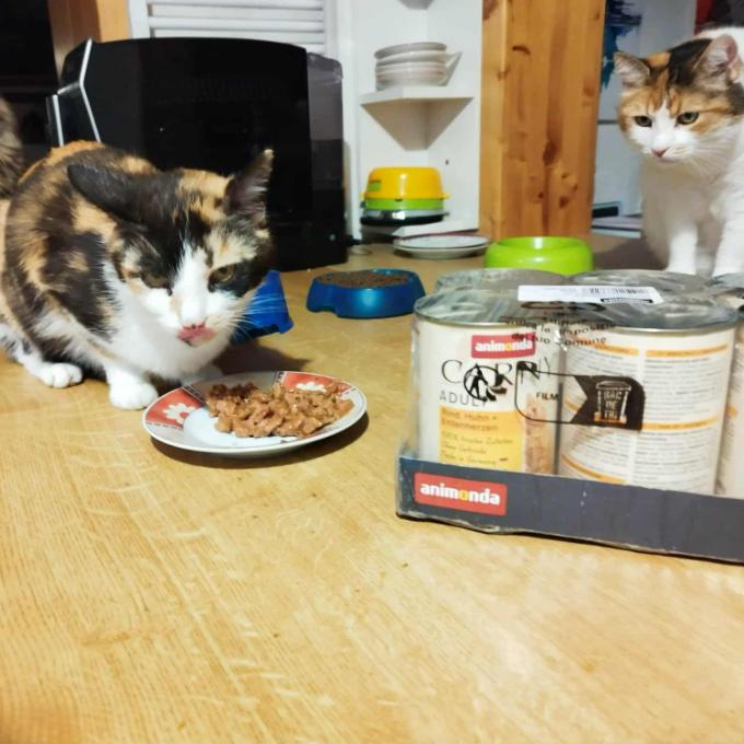 Krmení pro naše venkovky