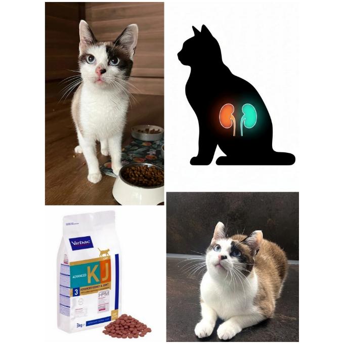 Granule pro kočičky s onemocněním ledvin