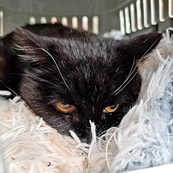 Pomozte Princezně žít bez bolesti