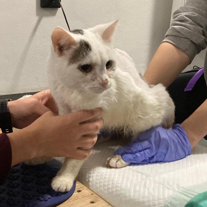 Veterinární péče pro kočičky