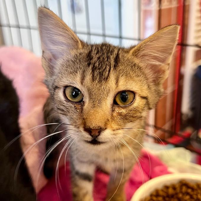 Stop virům - germicidní zářiče