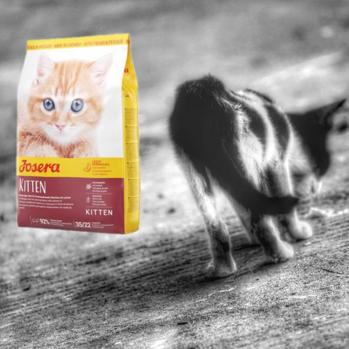 Koťátka potřebují Josery