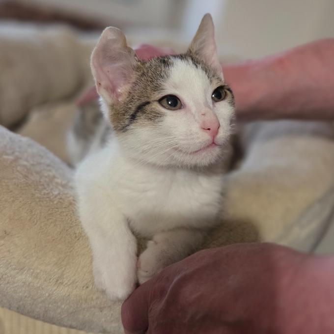 Pomoc s úhradou faktury za veterinární ošetření kočiček