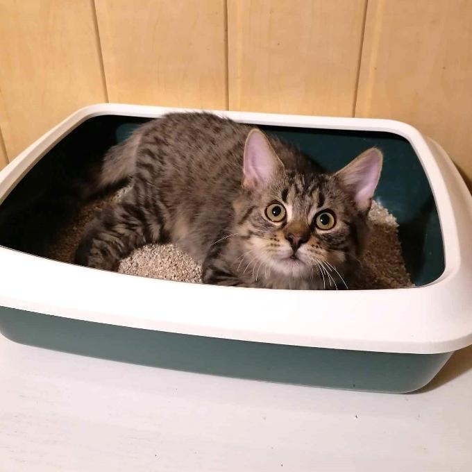 STELIVO PRO KOŤÁTKA