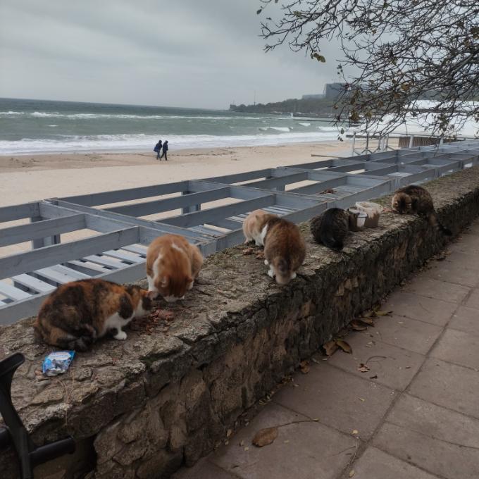 Gastro diety pro válečné kočky