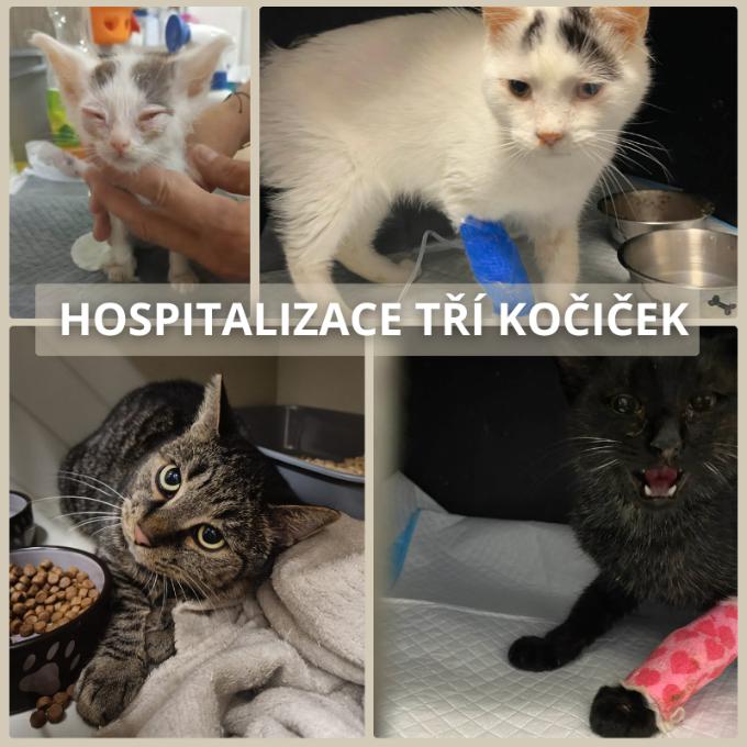 Hospitalizace tří koček