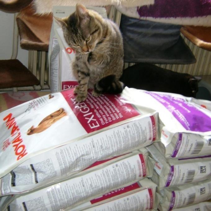 Granulky kočičkám z Šance pro kočku