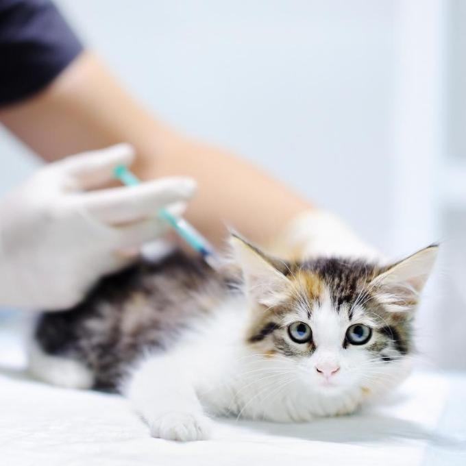 Veterinární péče