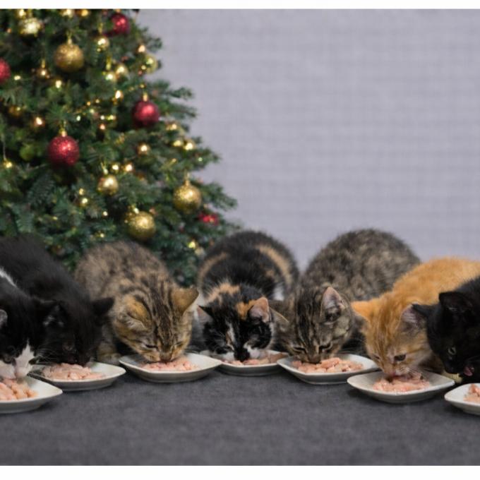 Maso pro Šonováčky