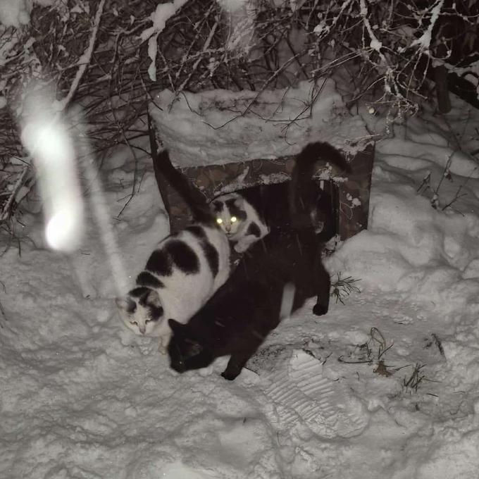 VÁNOCE PRO TOULAVÉ KOČIČKY