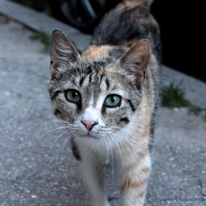 Kvalitní mokré krmivo pro kočičky