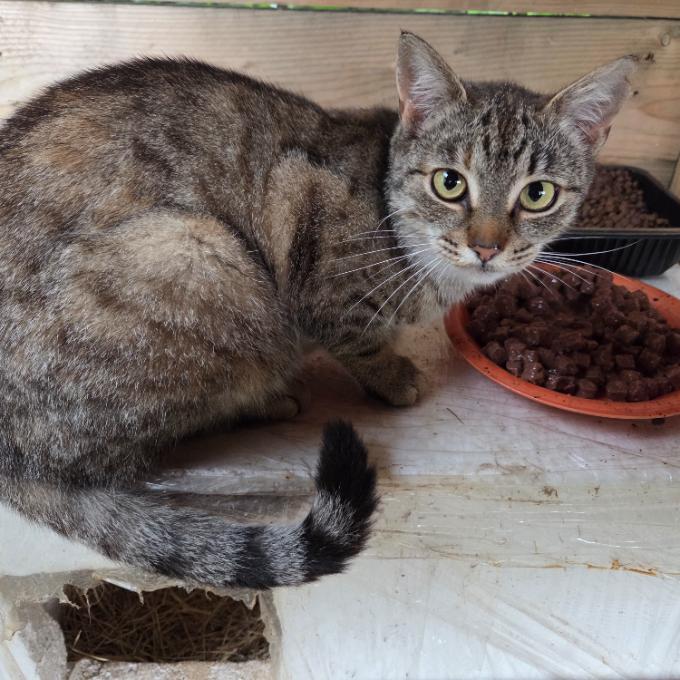 200 kg konzerv pro kočičky z krmných míst