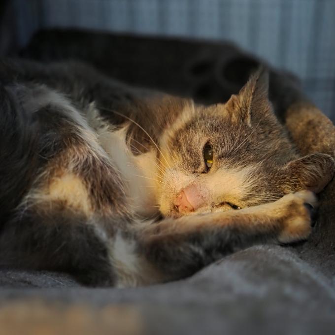 Pomoc s úhradou faktury za veterinární ošetření kočiček