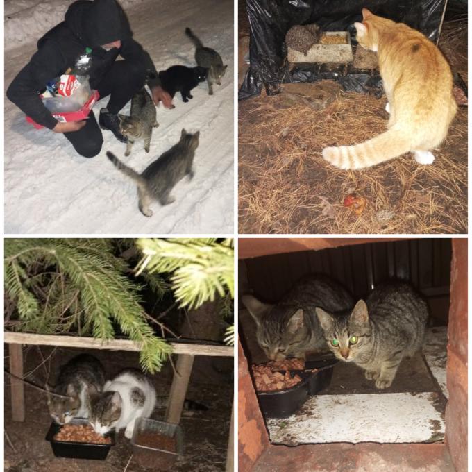 Krmivo pro 300 chlupáčů na dva dny