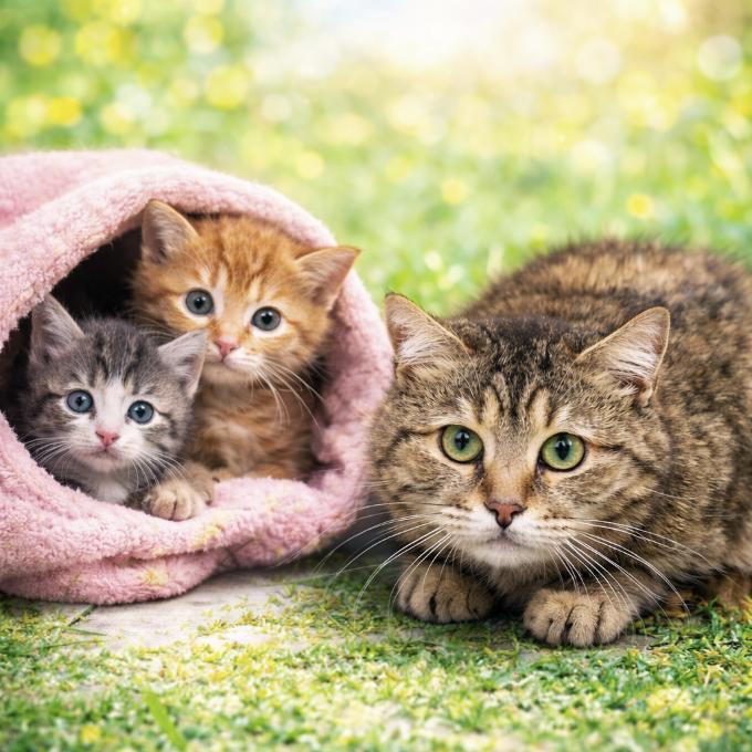 Kastrační program - zachraňme koťata