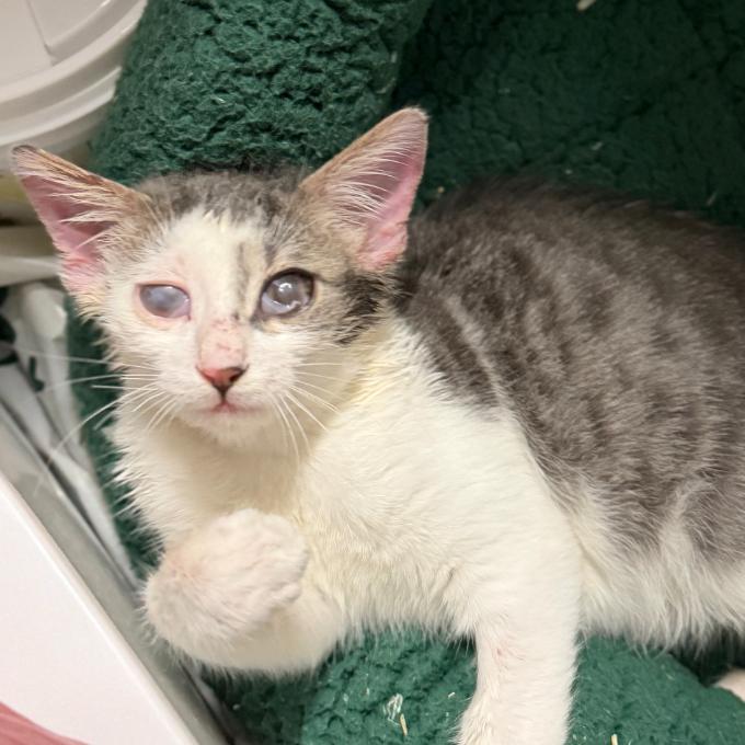 Další léčba pro Pupíka