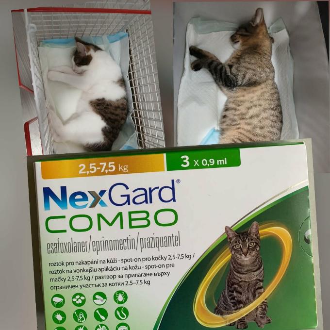 Odčervení pro venkovní kočičky