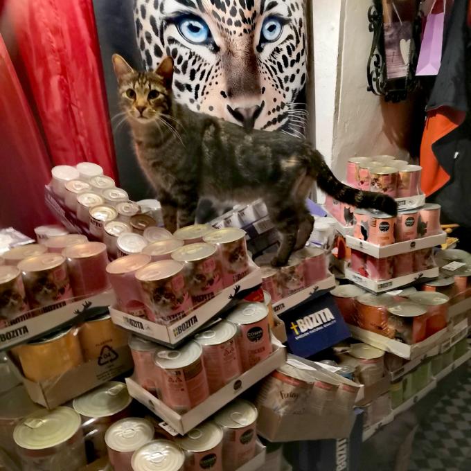 Krmivo pro bruntálské kočky. Kočky Bruntál z.s.